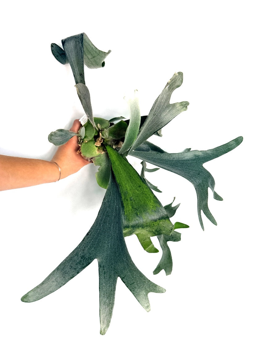 Platycerium_Veitchii_x_Bifurcatum__White___Shine