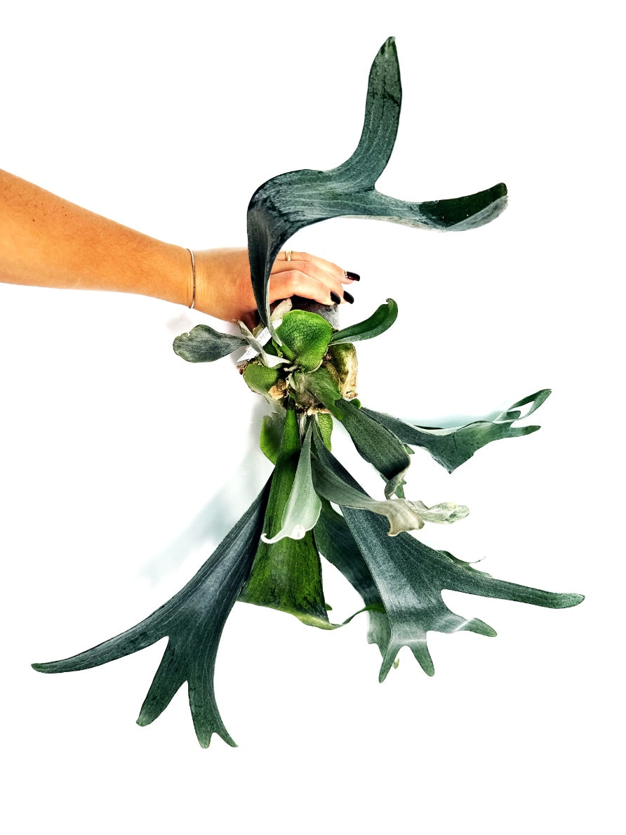 Platycerium_Veitchii_x_Bifurcatum__White___Shine