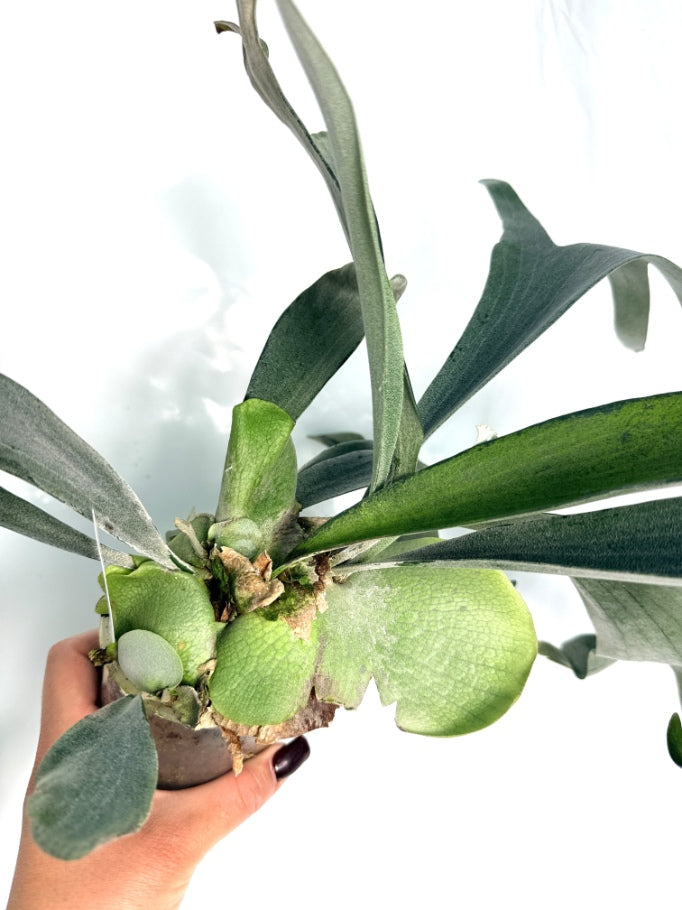 Platycerium_Veitchii_x_Bifurcatum__White___Shine