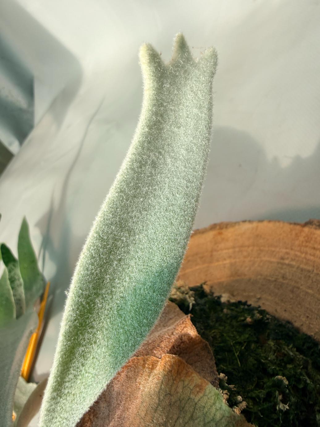 Platycerium Veitchii x Bifurcatum 'White & Shine' + mounted on the board 09
