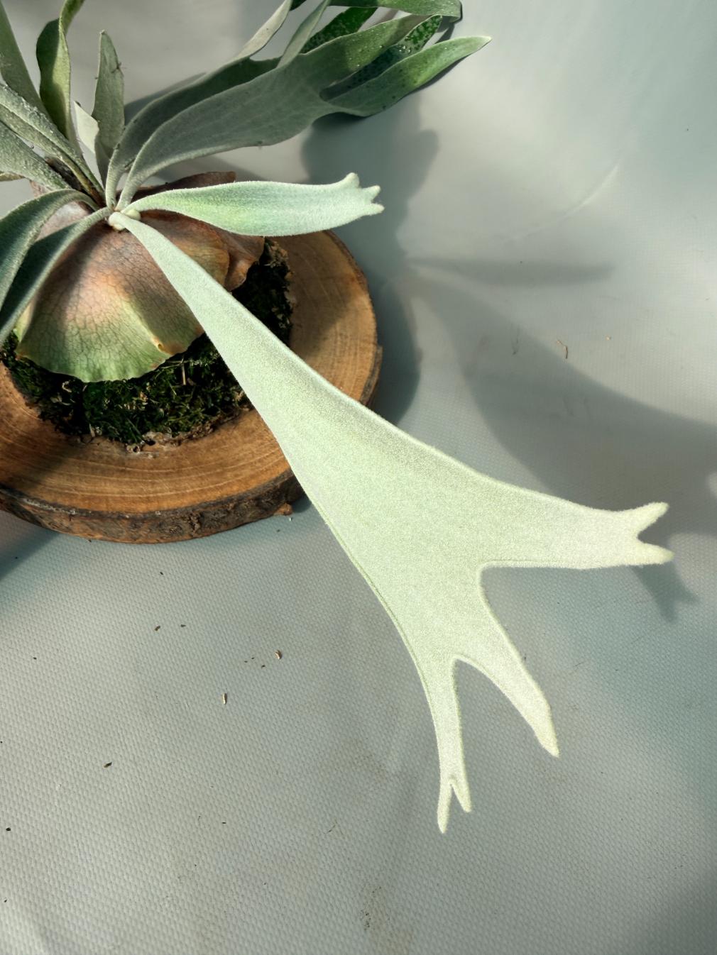 Platycerium Veitchii x Bifurcatum 'White & Shine' + mounted on the board 10