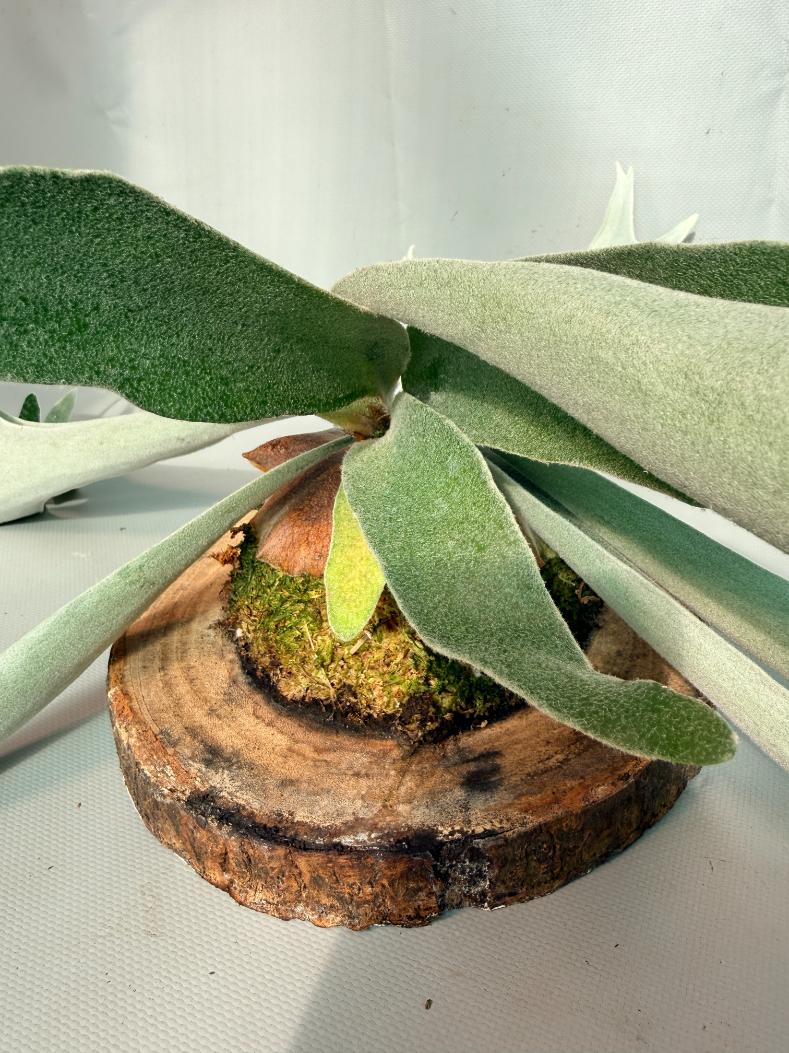 Platycerium Veitchii x Bifurcatum 'White & Shine' + mounted on the board 11