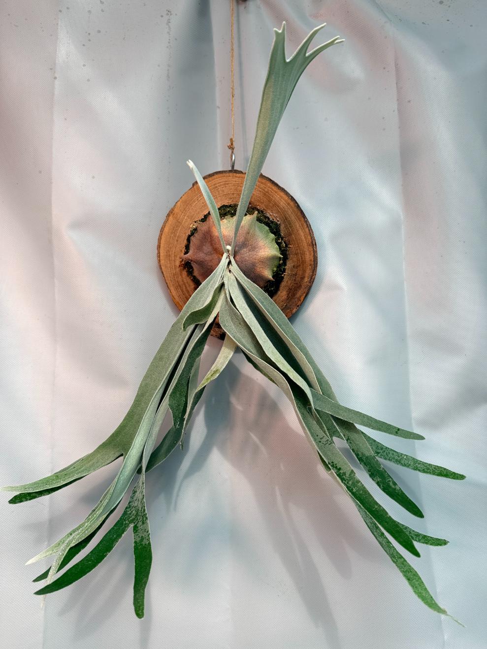 Platycerium Veitchii x Bifurcatum 'White & Shine' + mounted on the board 01