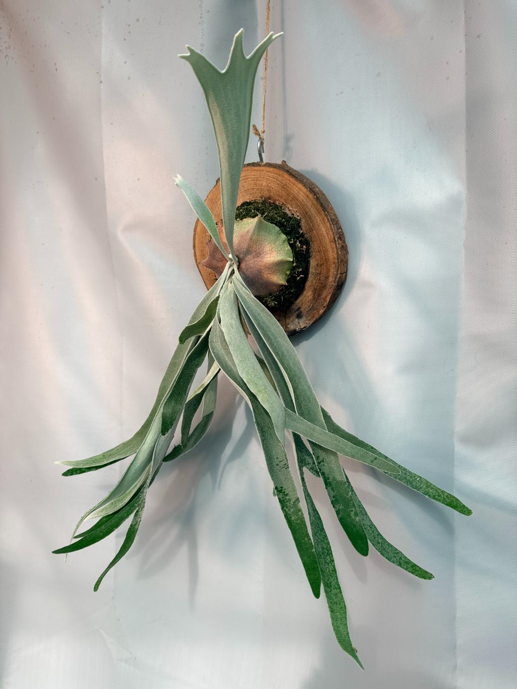 Platycerium Veitchii x Bifurcatum 'White & Shine' + mounted on the board 02