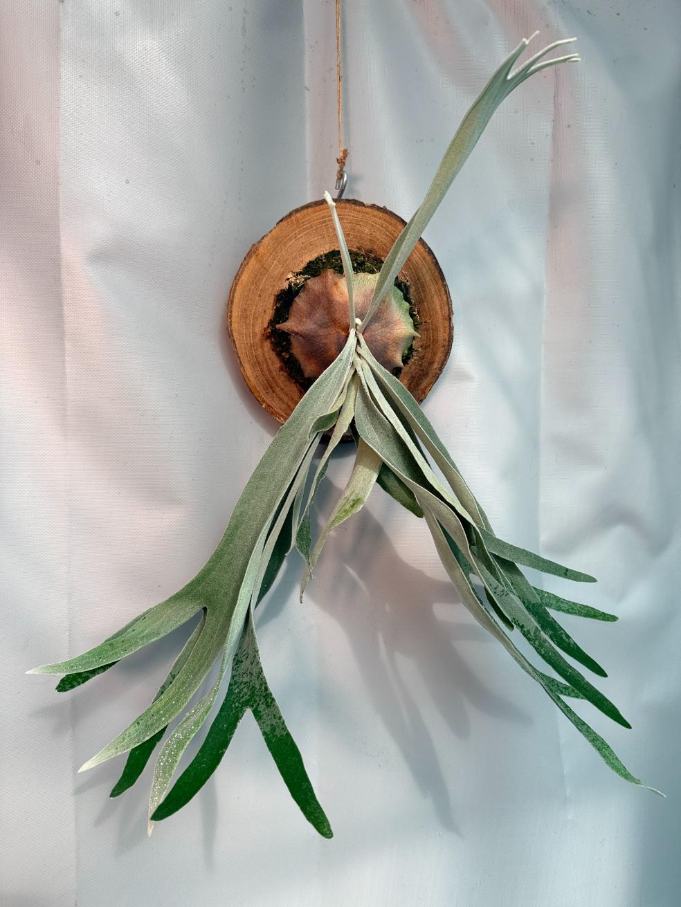 Platycerium Veitchii x Bifurcatum 'White & Shine' + mounted on the board 03