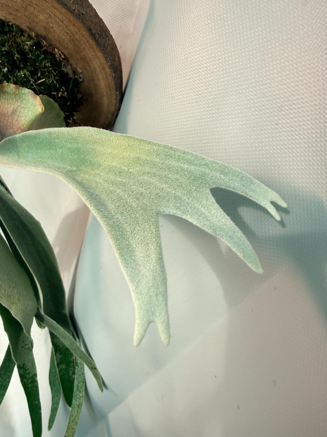 Platycerium Veitchii x Bifurcatum 'White & Shine' + mounted on the board 07