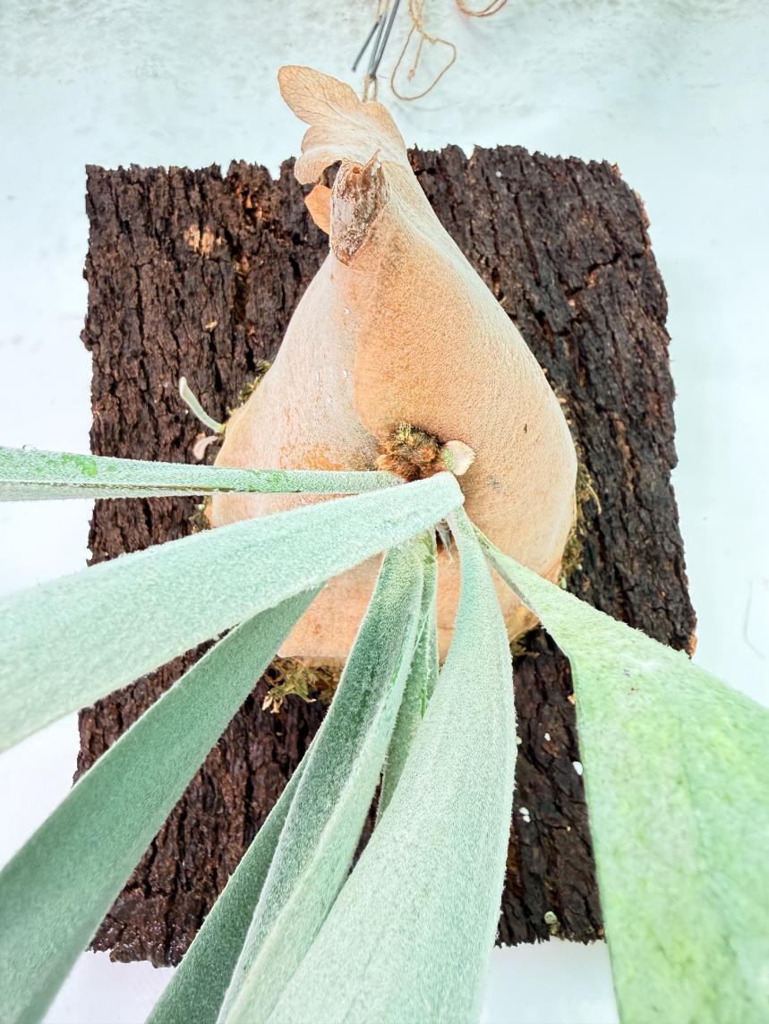 Platycerium Veitchii x Bifurcatum 'White & Shine' + mounted on the board 07