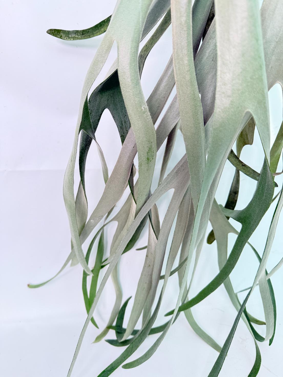 Platycerium Veitchii x Bifurcatum 'White & Shine' + mounted on the board 08