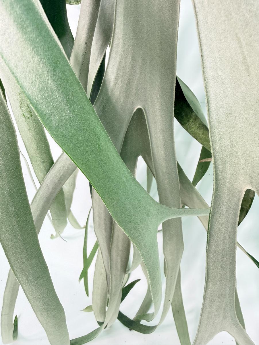 Platycerium Veitchii x Bifurcatum 'White & Shine' + mounted on the board 11