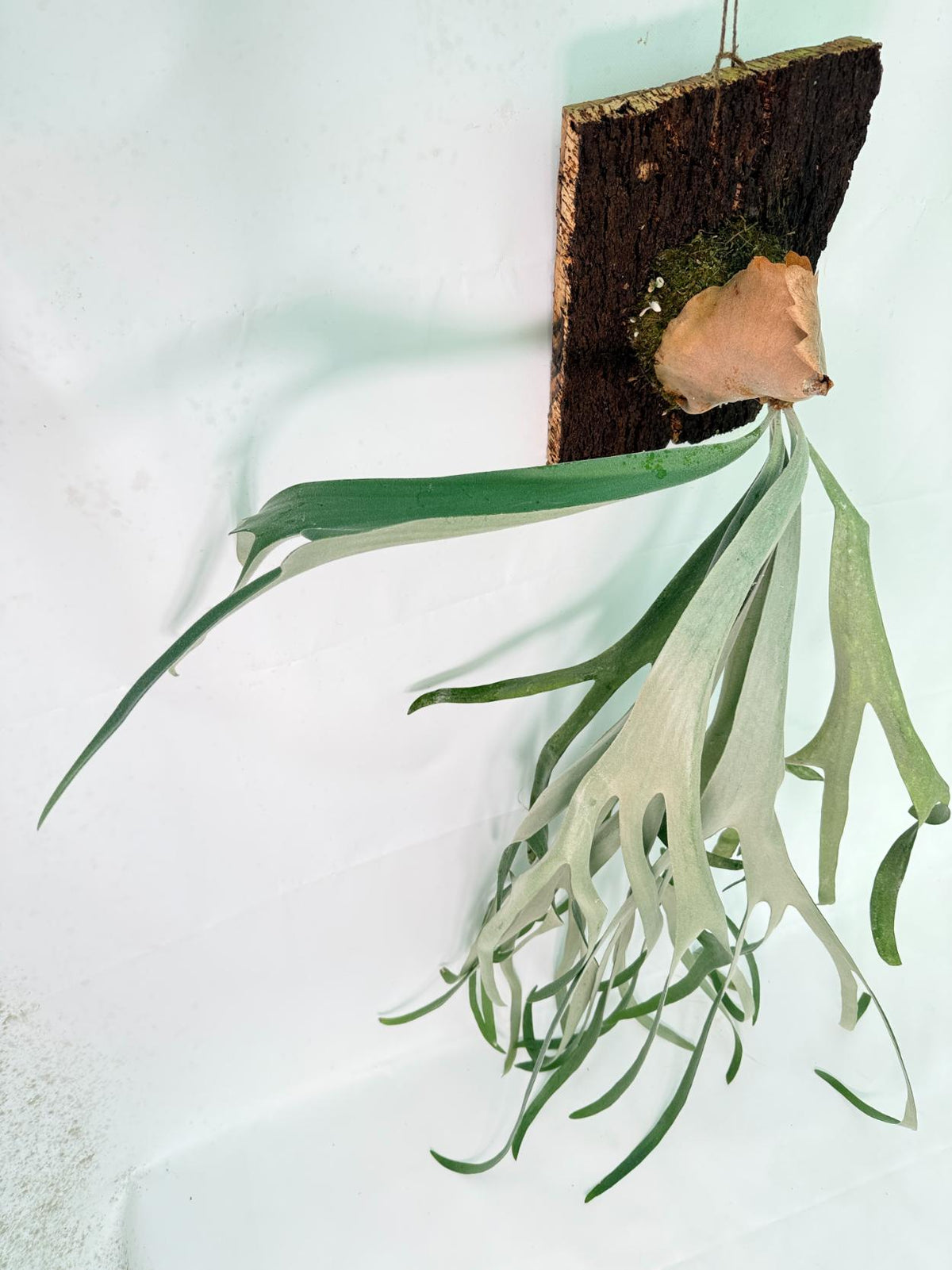 Platycerium Veitchii x Bifurcatum 'White &amp; Shine' + mounted on the board 12