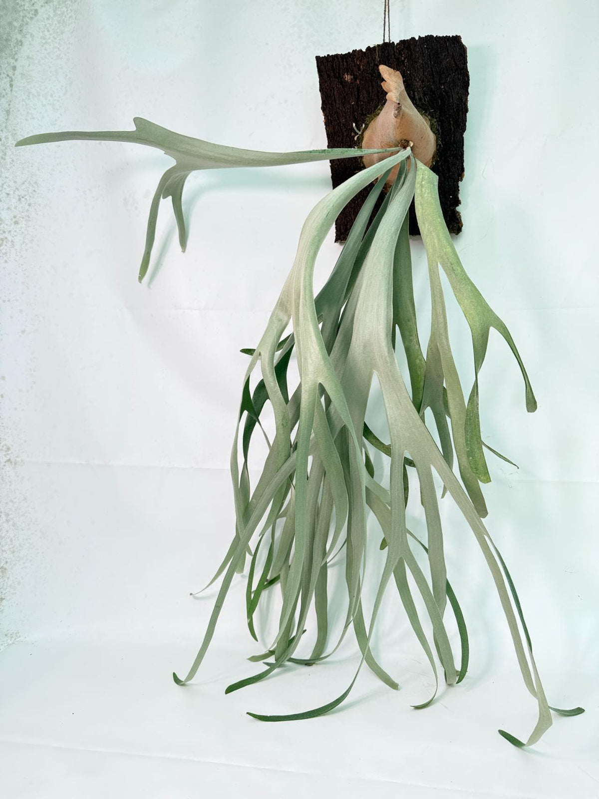 Platycerium Veitchii x Bifurcatum 'White &amp; Shine' + mounted on the board 02
