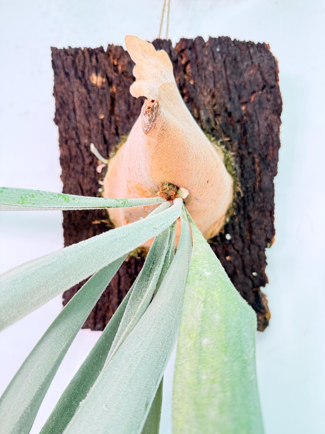 Platycerium Veitchii x Bifurcatum 'White & Shine' + mounted on the board 03