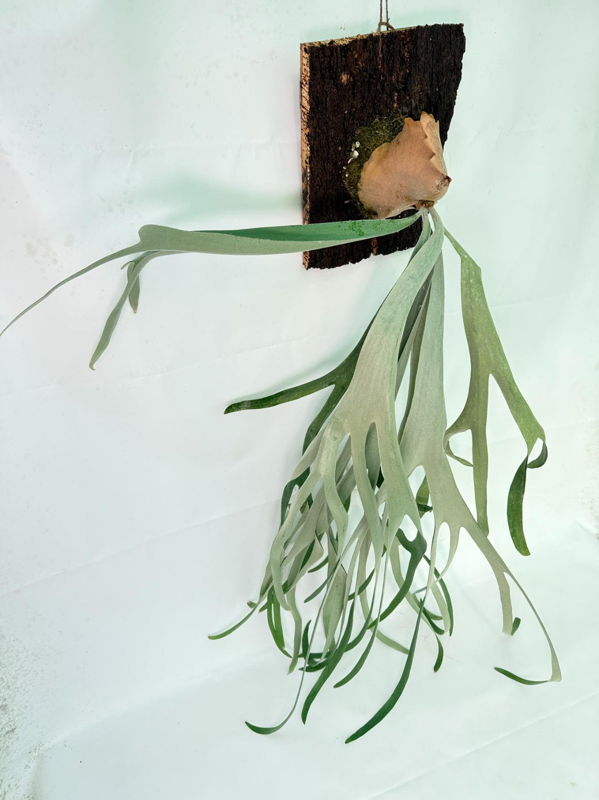 Platycerium Veitchii x Bifurcatum 'White & Shine' + mounted on the board 05