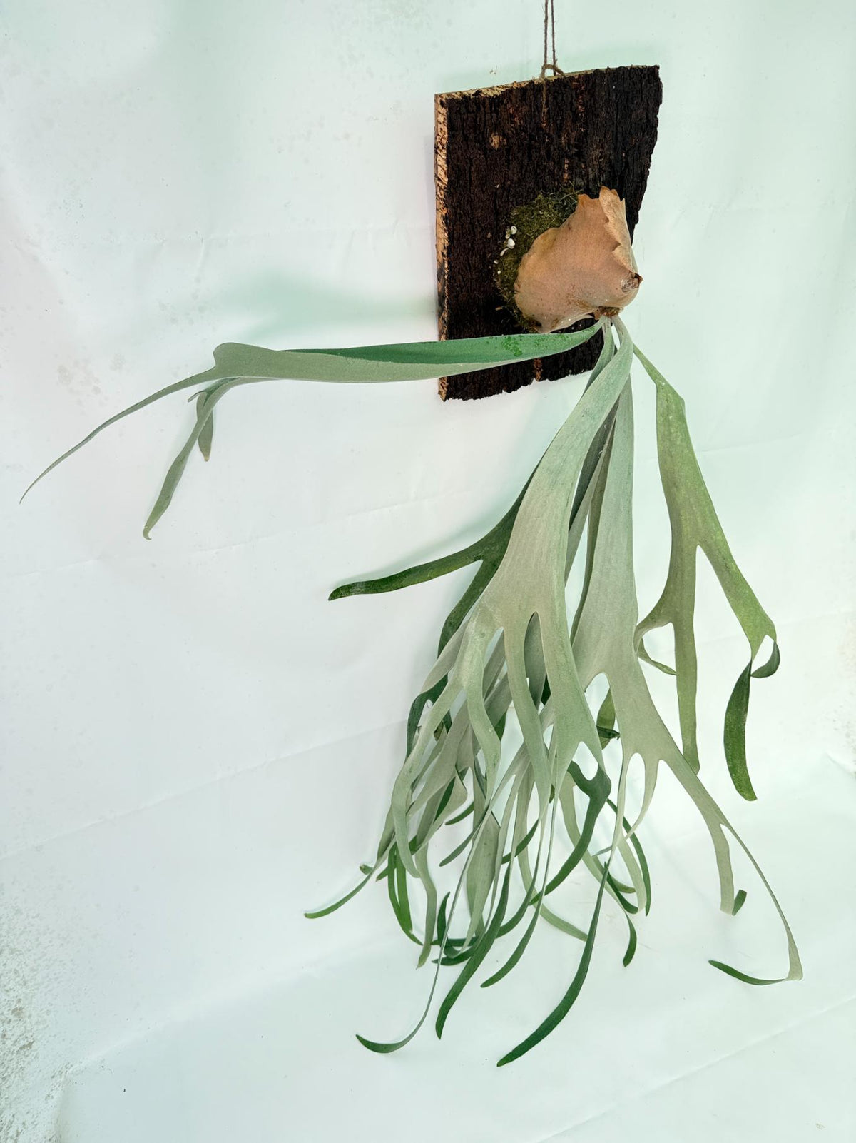 Platycerium Veitchii x Bifurcatum 'White & Shine' + mounted on the board 06