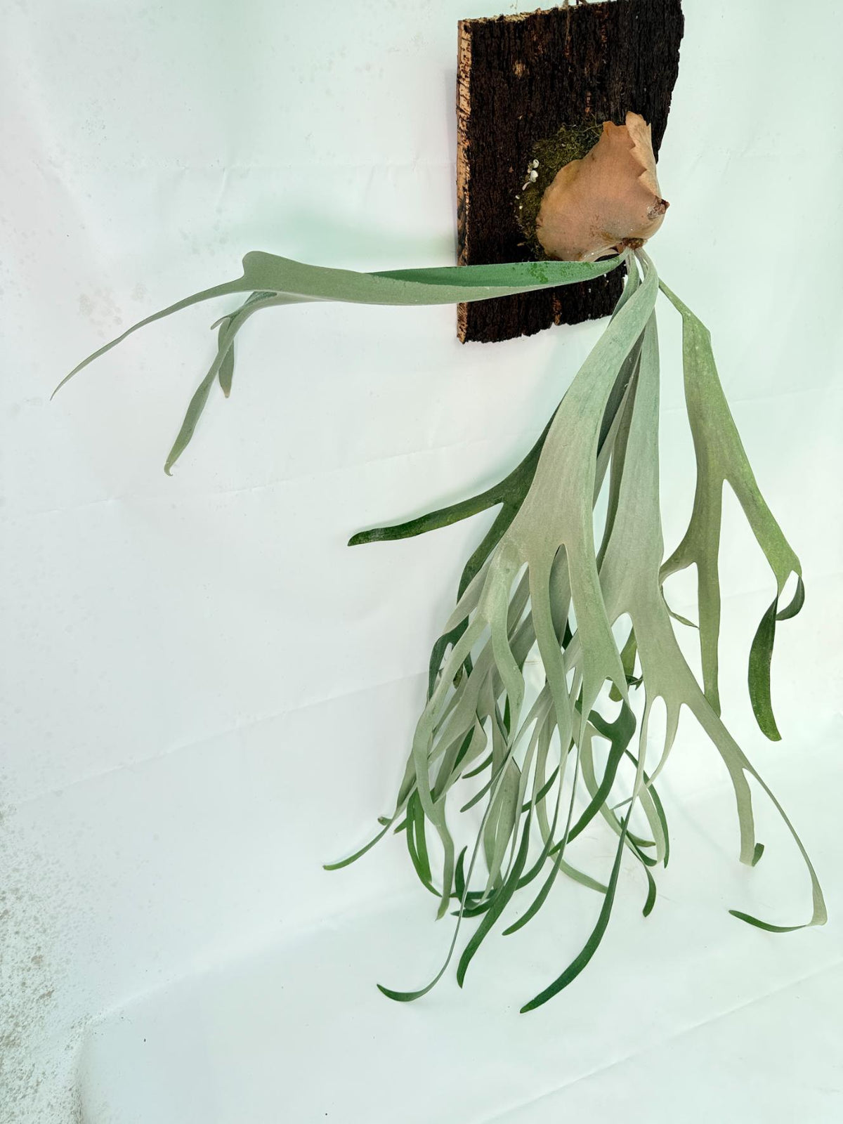 Platycerium Veitchii x Bifurcatum 'White & Shine' + mounted on the board 17
