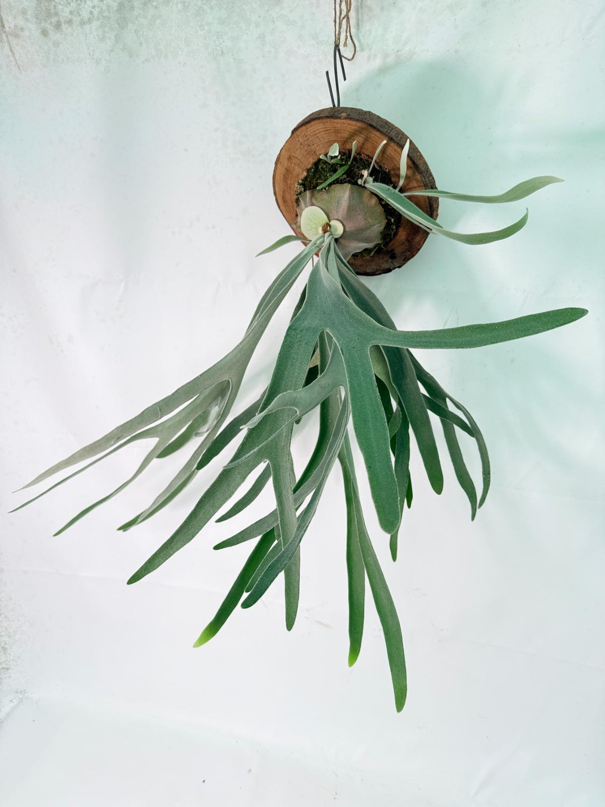 Platycerium Veitchii x Bifurcatum 'White &amp; Shine' + mounted on the board 02