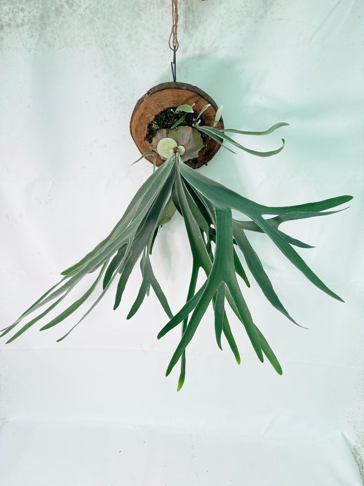 Platycerium Veitchii x Bifurcatum 'White & Shine' + mounted on the board 11