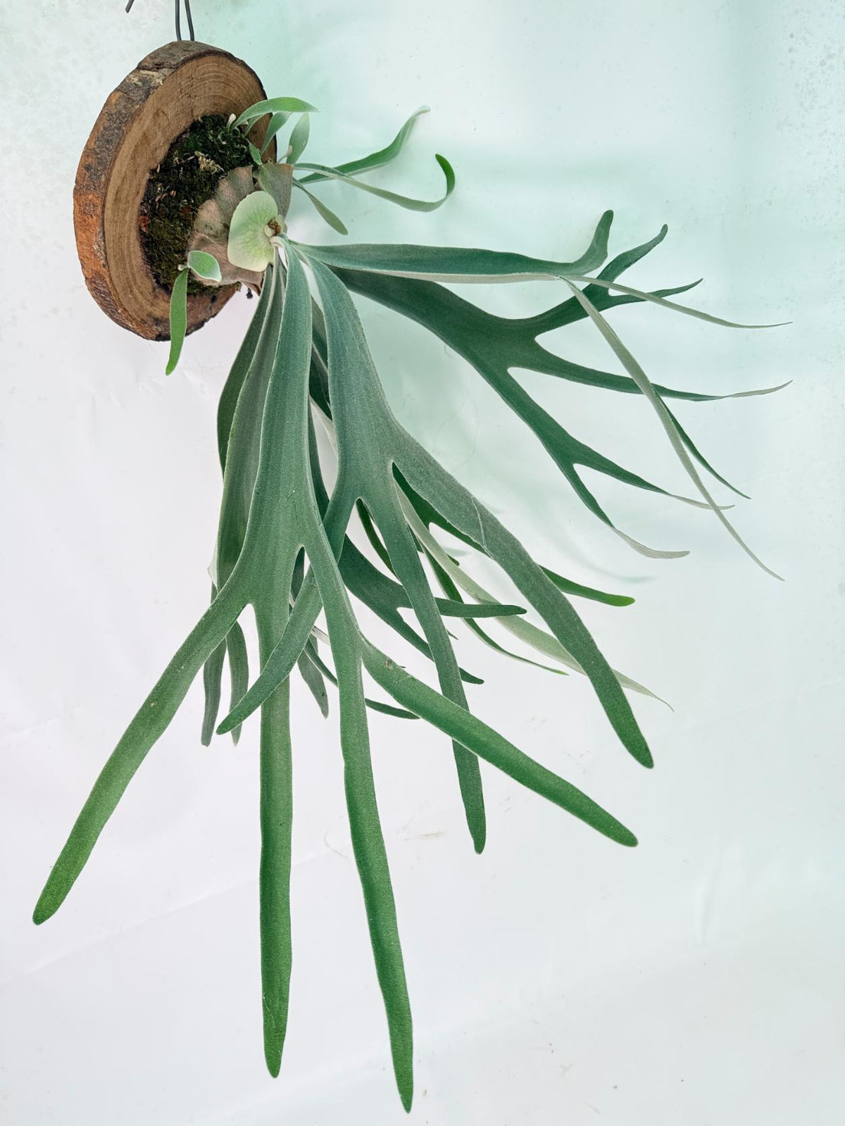 Platycerium Veitchii x Bifurcatum 'White &amp; Shine' + mounted on the board 01