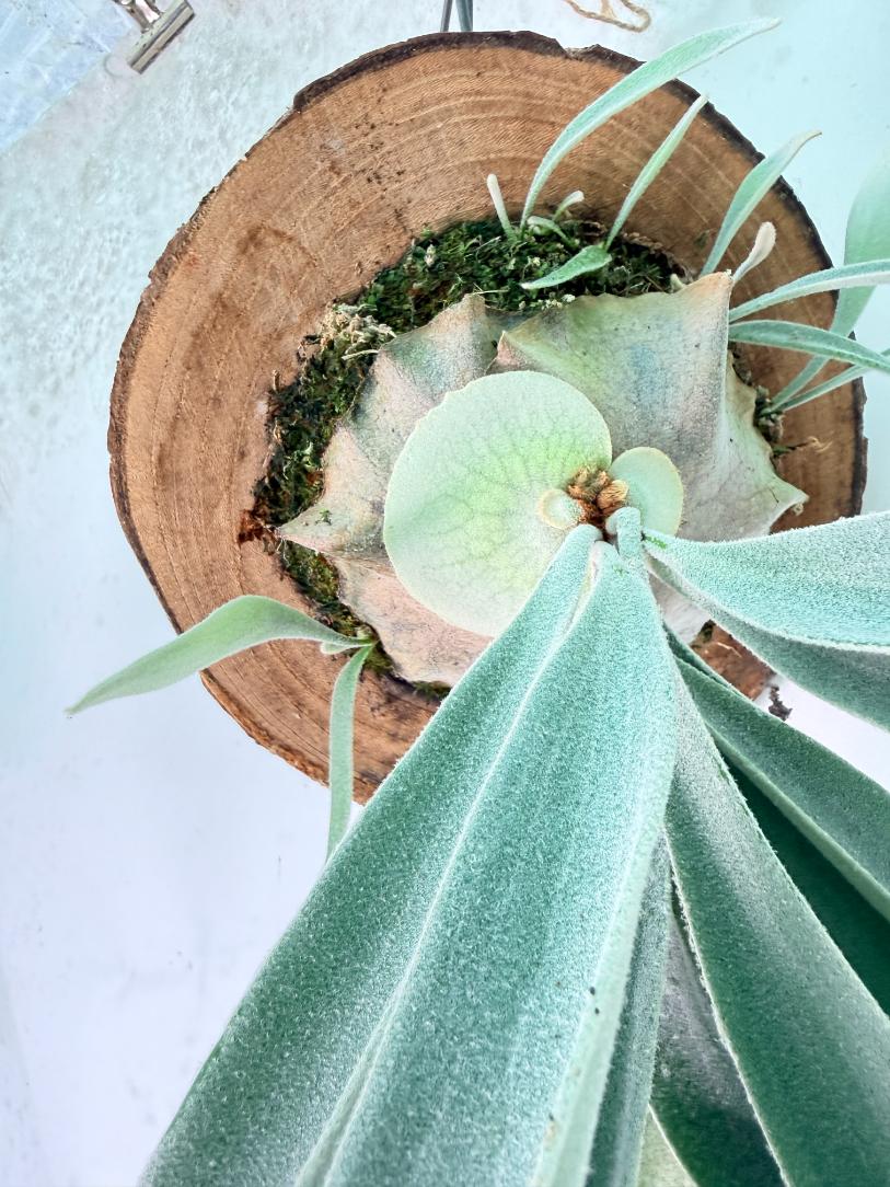 Platycerium Veitchii x Bifurcatum 'White & Shine' + mounted on the board 04