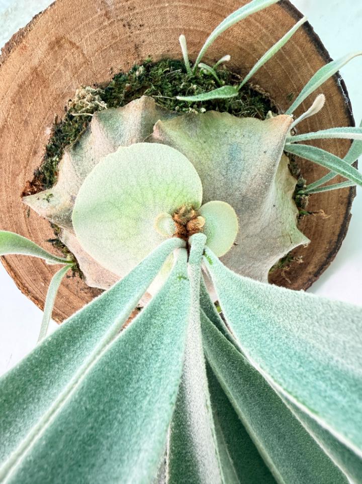 Platycerium Veitchii x Bifurcatum 'White & Shine' + mounted on the board 07