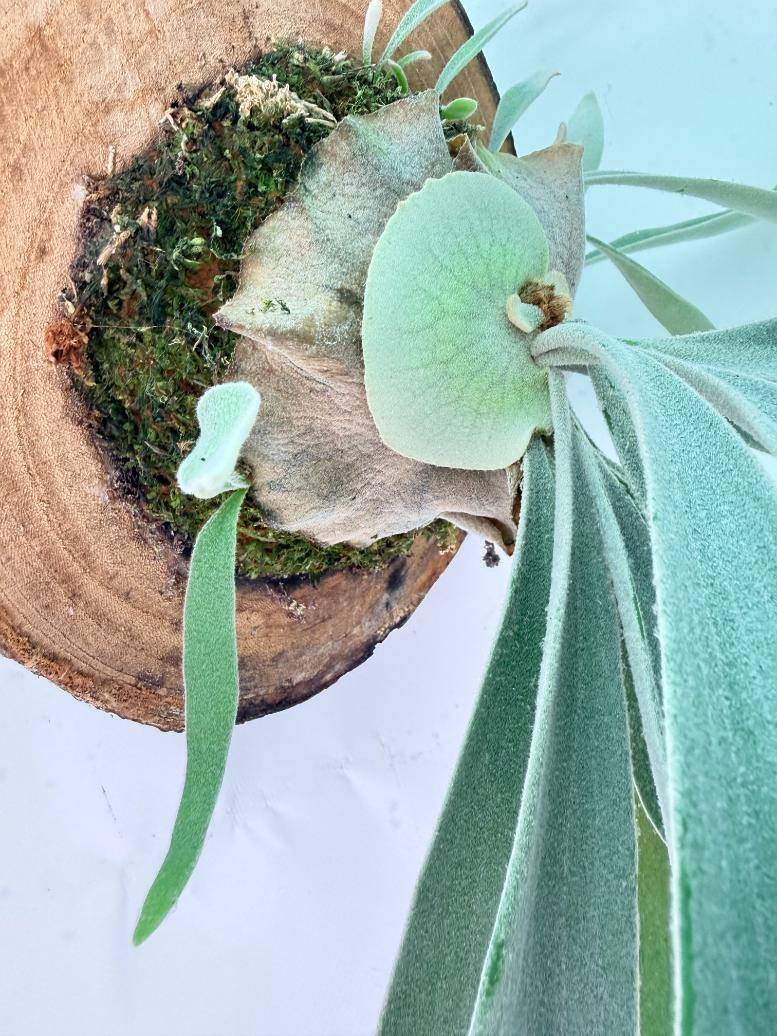 Platycerium Veitchii x Bifurcatum 'White & Shine' + mounted on the board 08