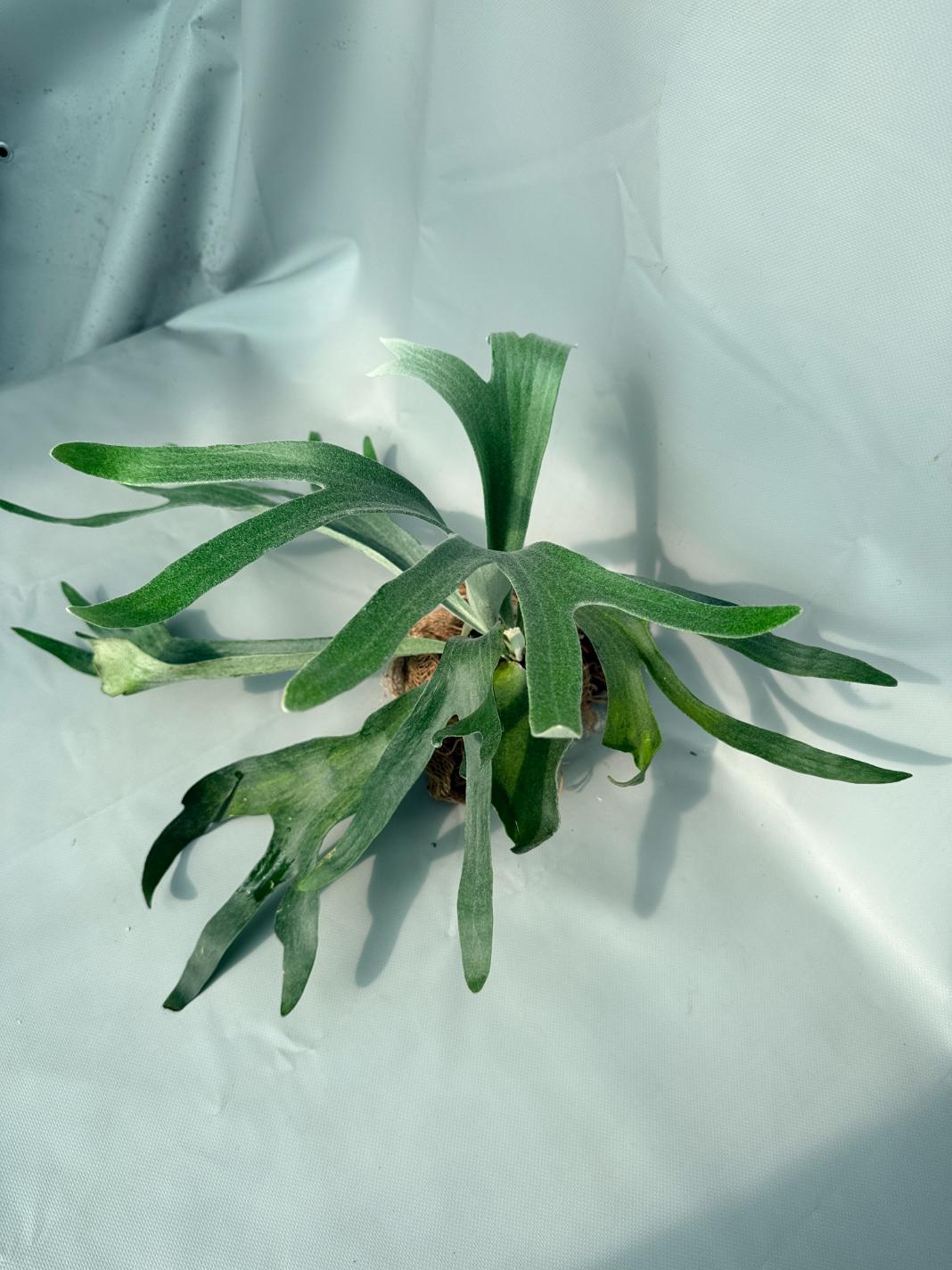 Platycerium Veitchii x Willinckii 01