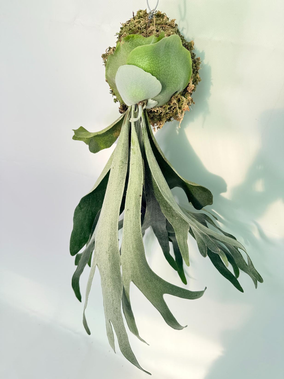 Platycerium Veitchii x Willinckii Kokedama 10