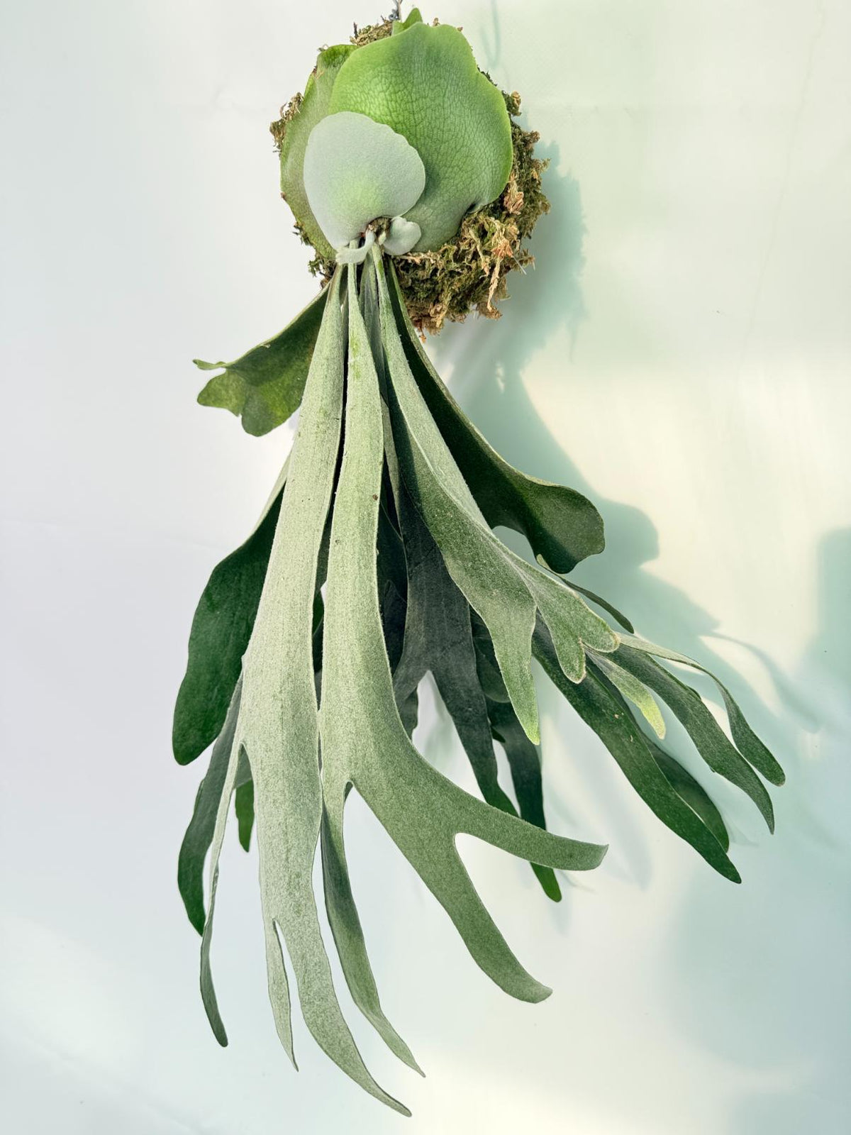 Platycerium Veitchii x Willinckii Kokedama 11