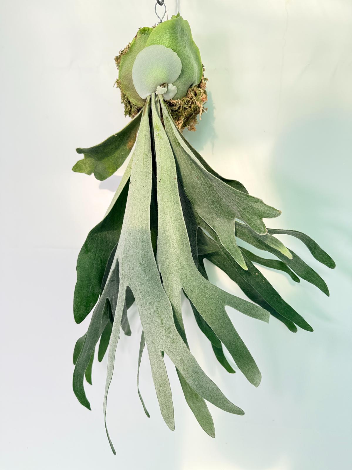 Platycerium Veitchii x Willinckii Kokedama 01