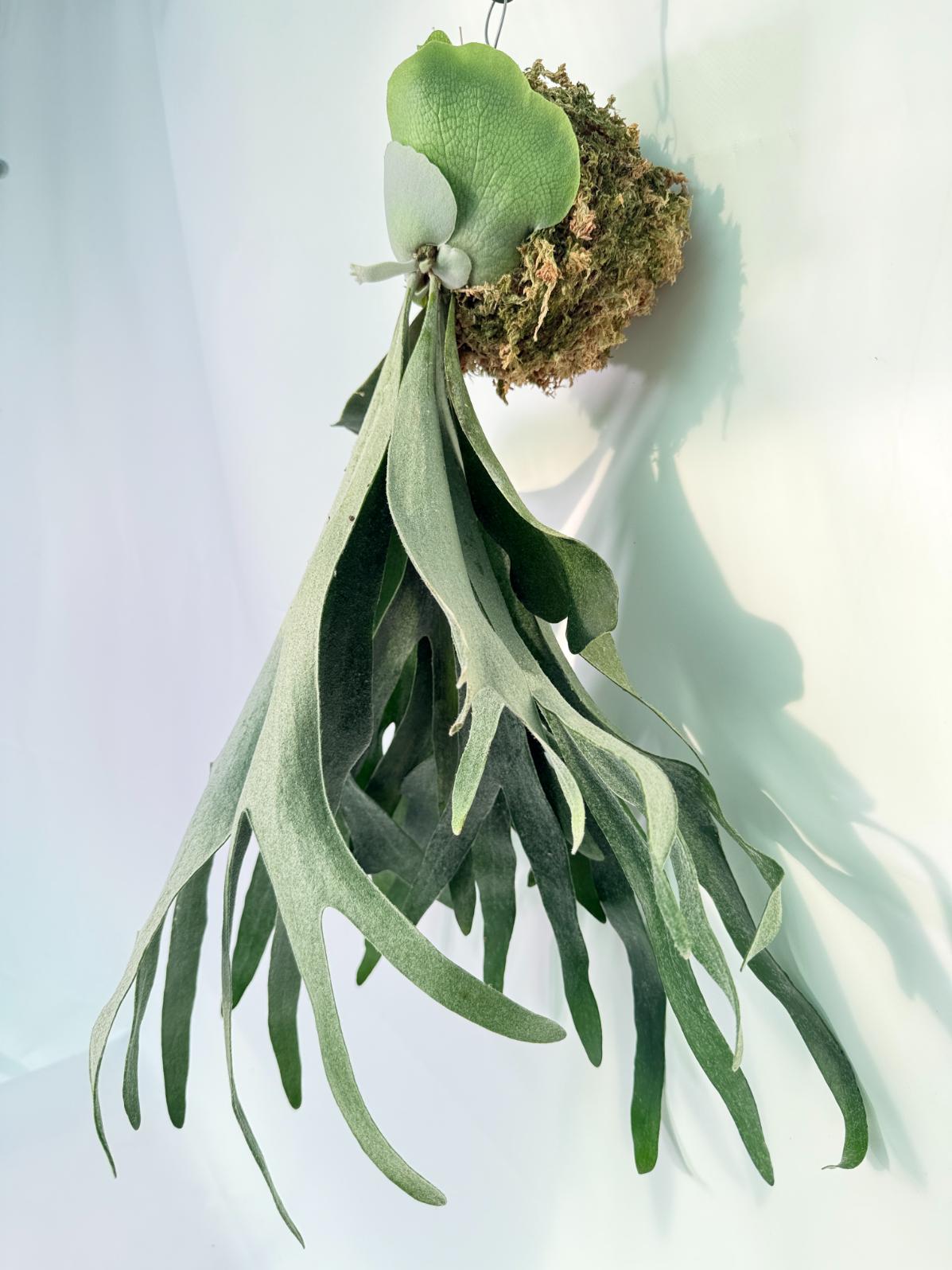 Platycerium Veitchii x Willinckii Kokedama 02