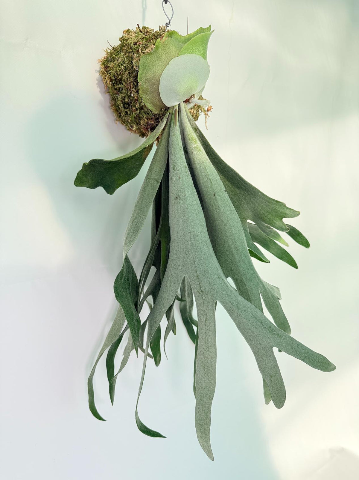 Platycerium Veitchii x Willinckii Kokedama 03