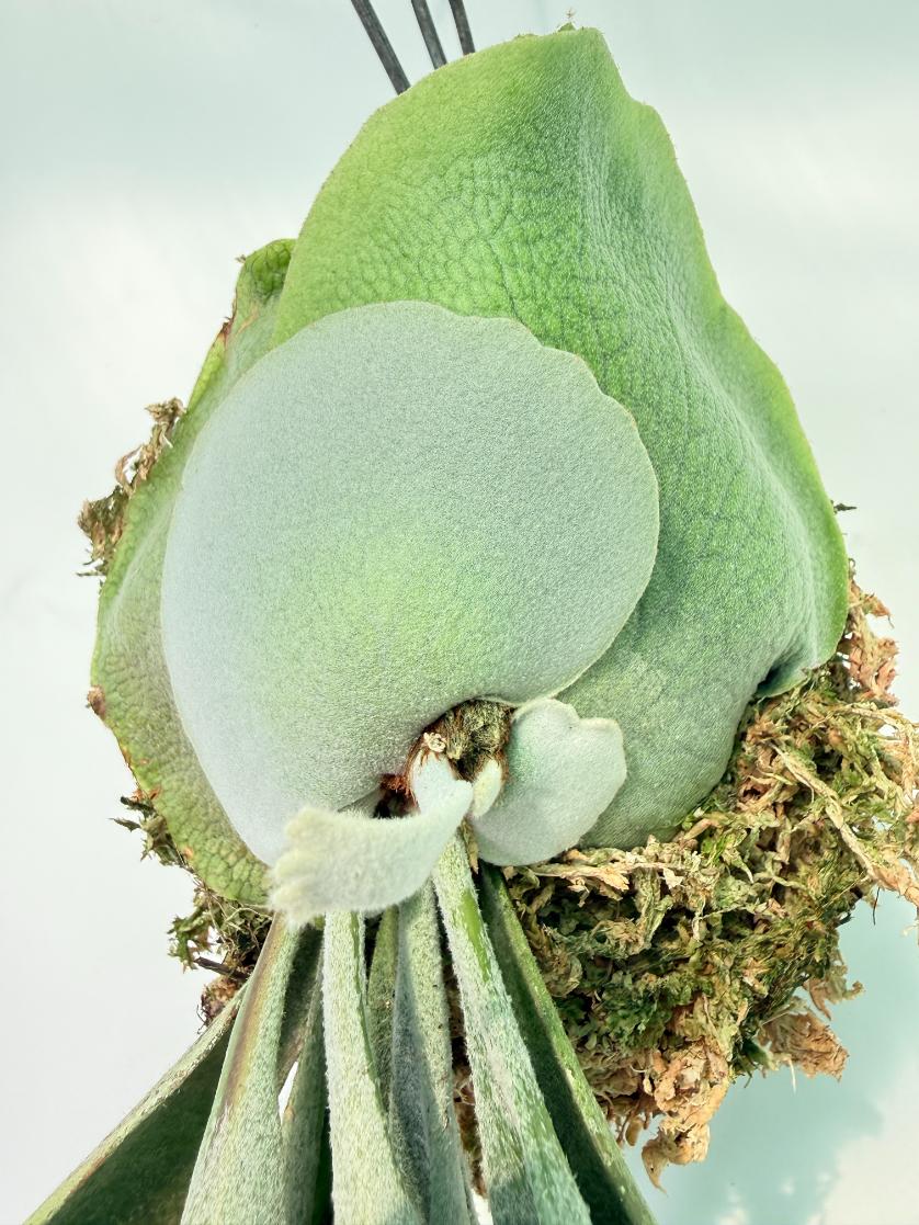 Platycerium Veitchii x Willinckii Kokedama 04