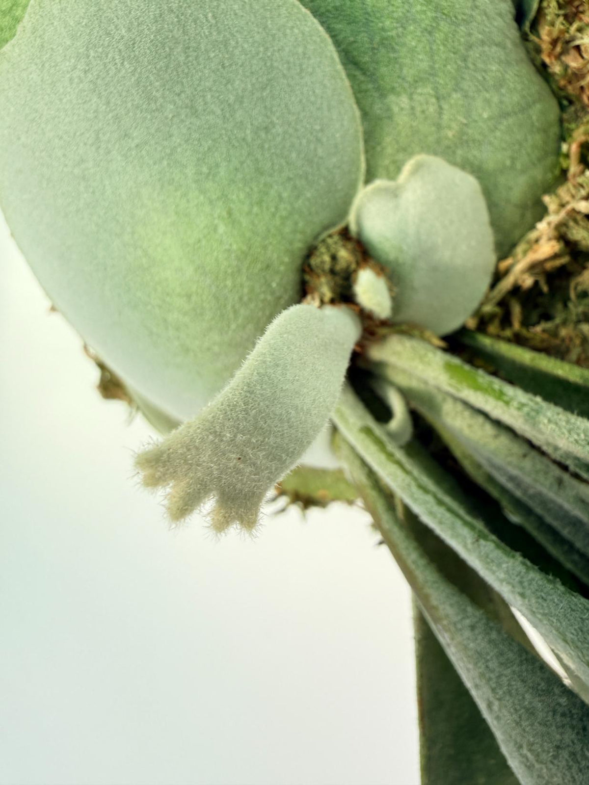Platycerium Veitchii x Willinckii Kokedama 05
