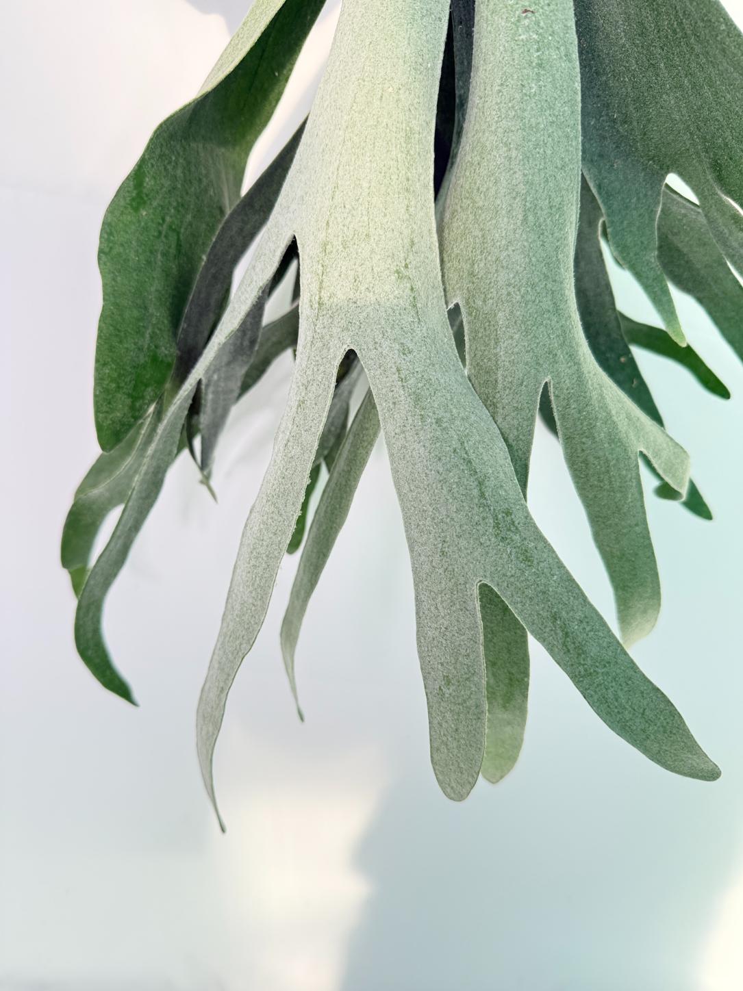 Platycerium Veitchii x Willinckii Kokedama 06