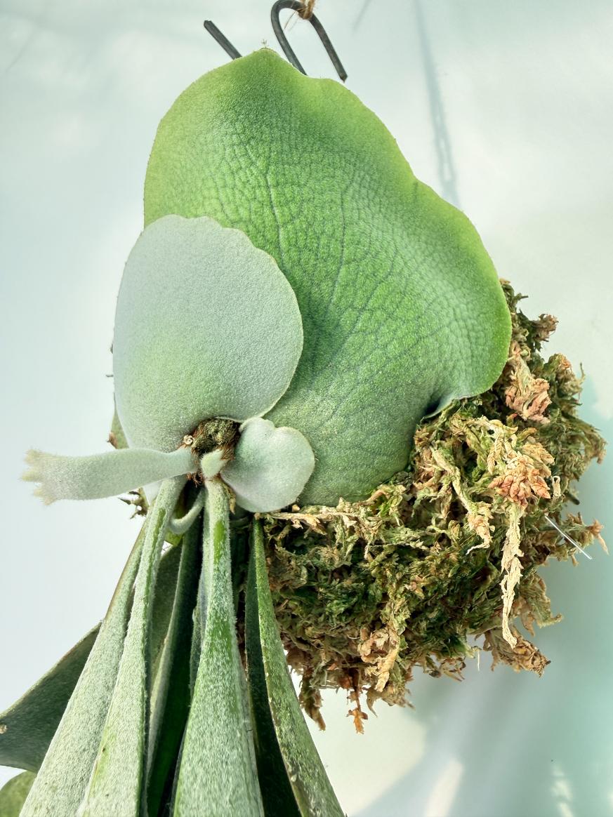 Platycerium Veitchii x Willinckii Kokedama 08