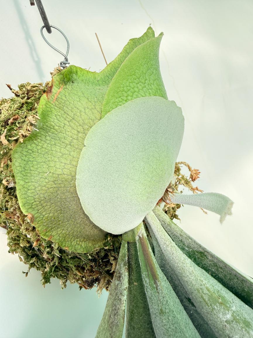 Platycerium Veitchii x Willinckii Kokedama 09
