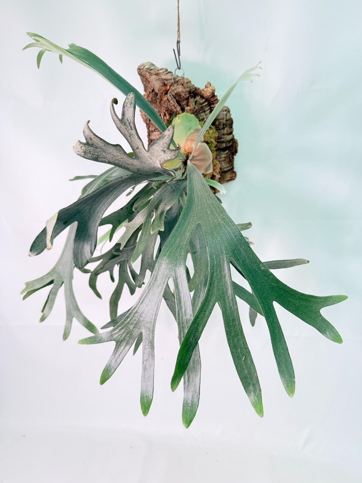 Platycerium Veitchii x Willinckii + mounted on the board 01