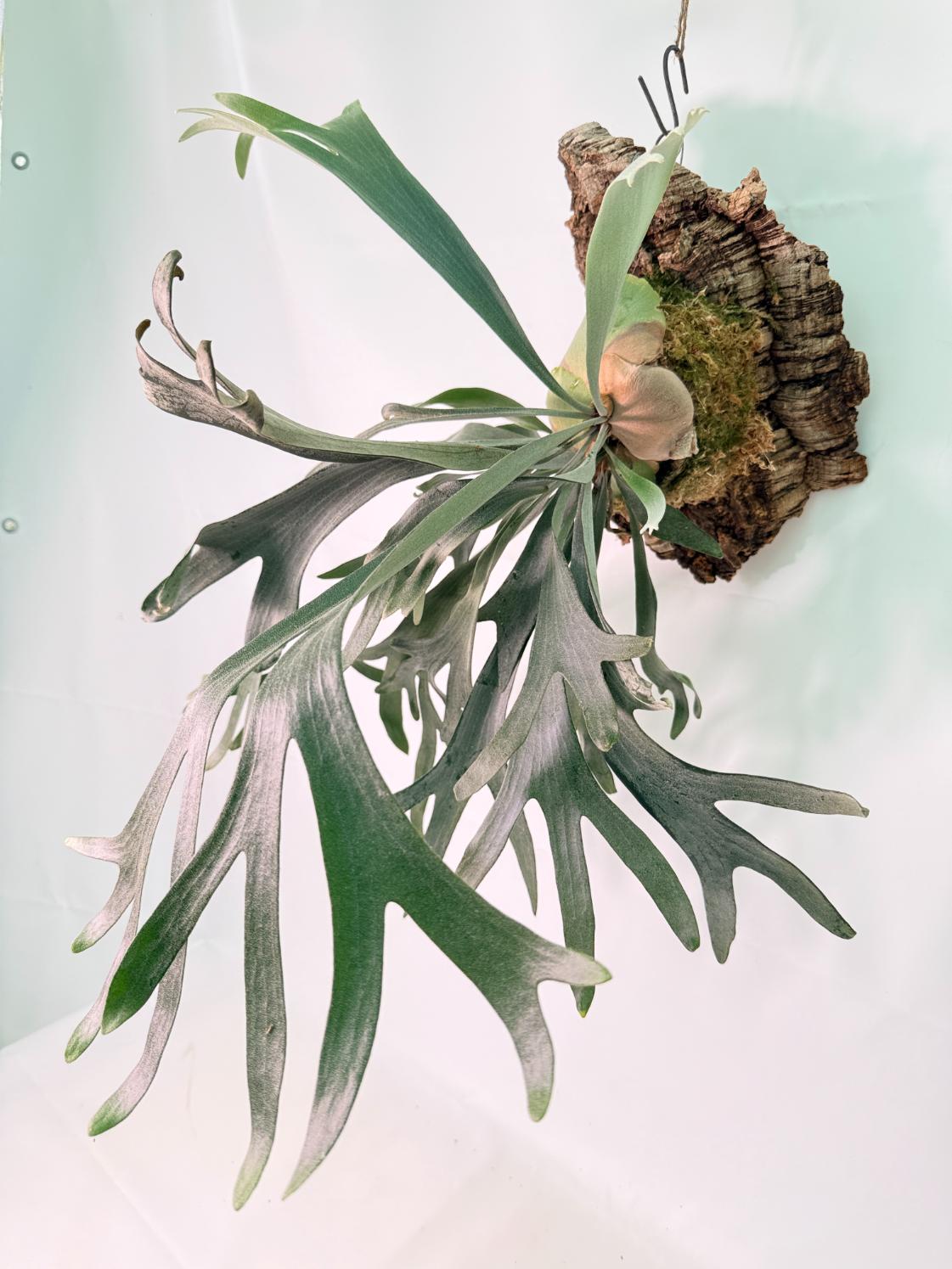 Platycerium Veitchii x Willinckii + mounted on the board 02