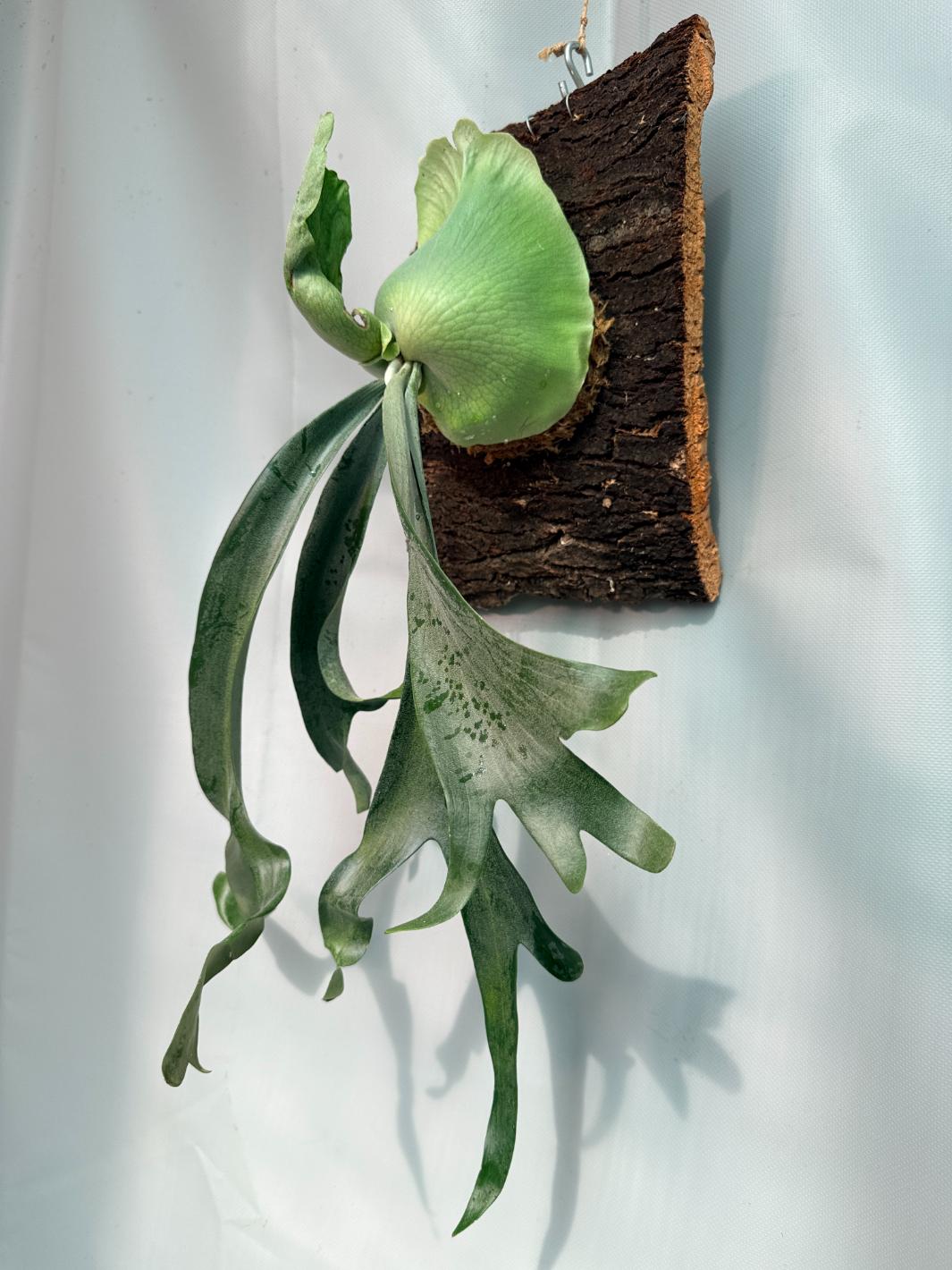Platycerium Veitchii x Willinckii + mounted on the board 08