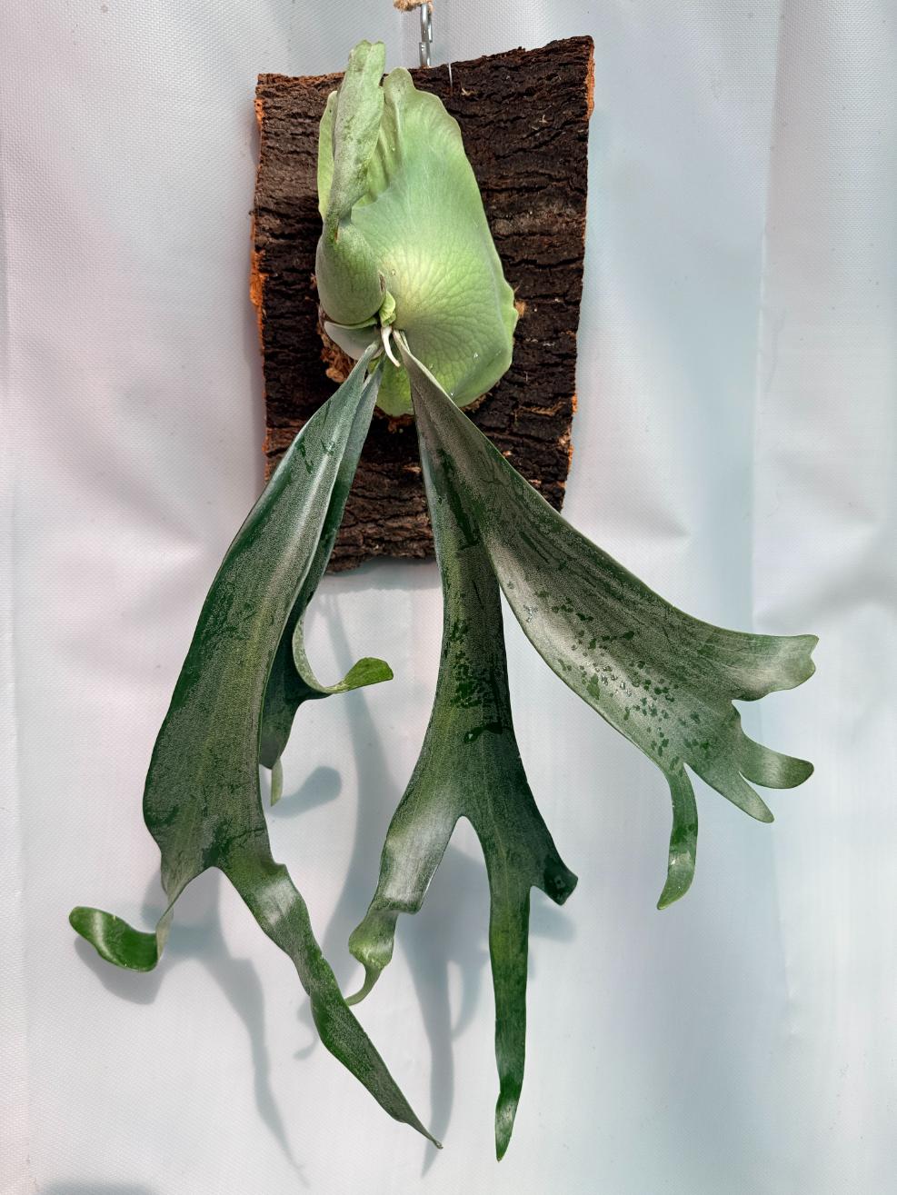 Platycerium Veitchii x Willinckii + mounted on the board
