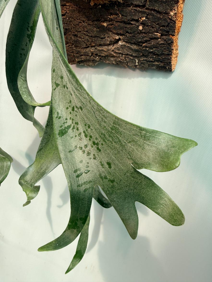 Platycerium Veitchii x Willinckii + mounted on the board 02