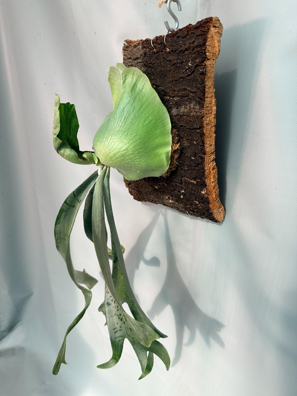 Platycerium Veitchii x Willinckii + mounted on the board 04
