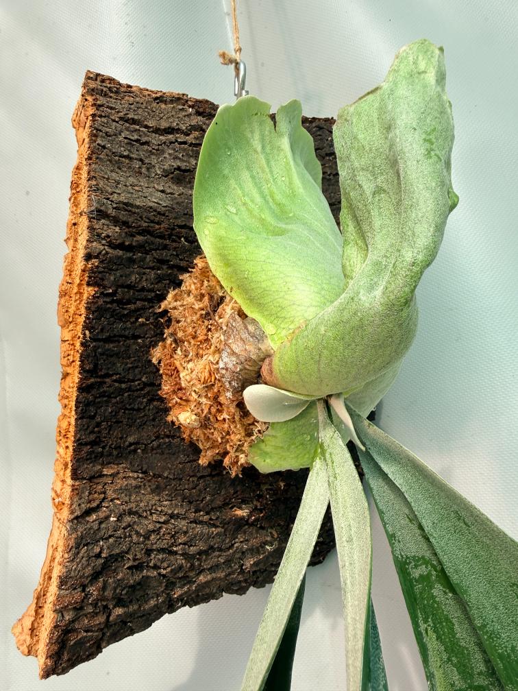 Platycerium Veitchii x Willinckii + mounted on the board