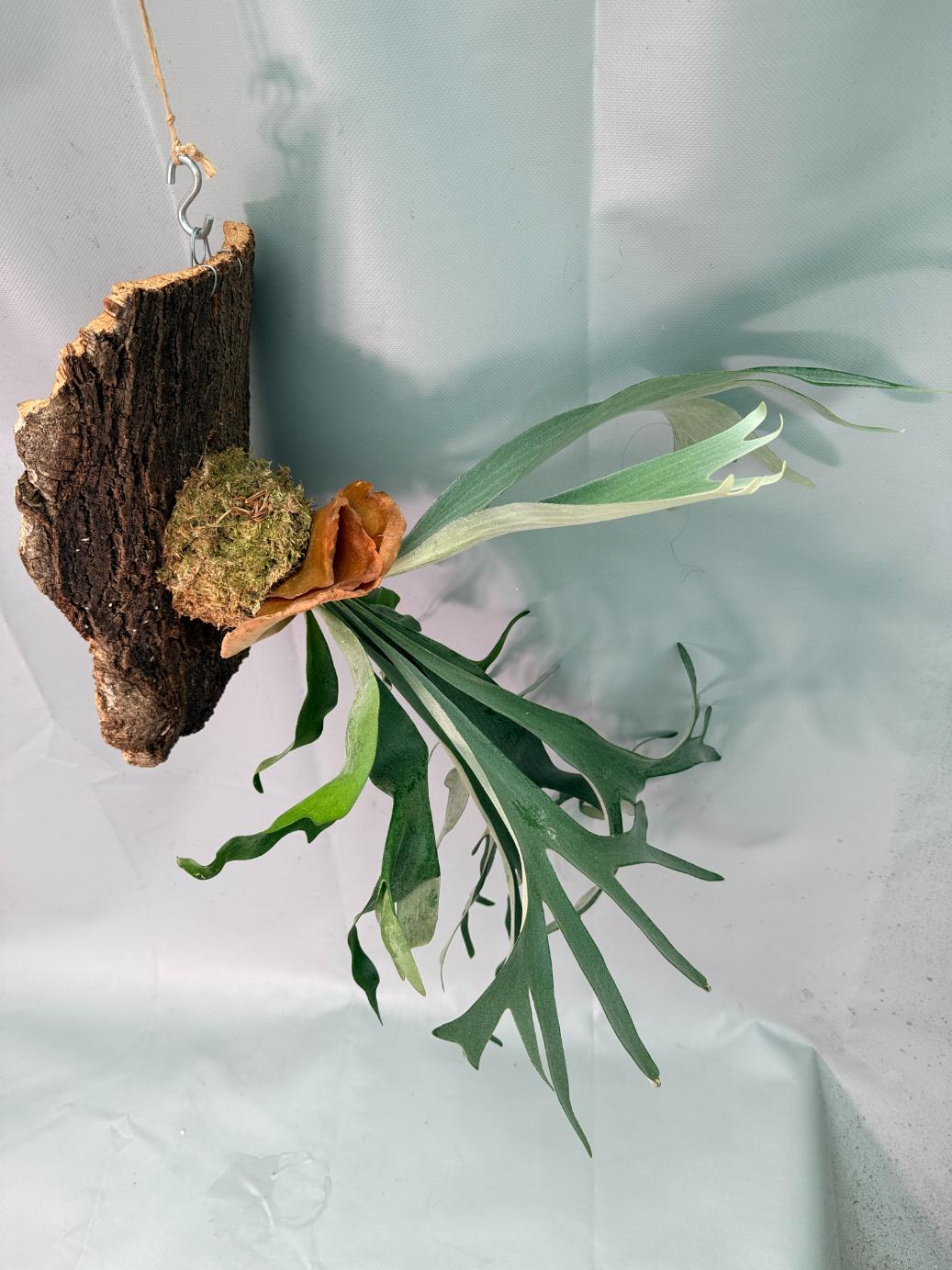 Platycerium Veitchii x Willinckii + mounted on the board