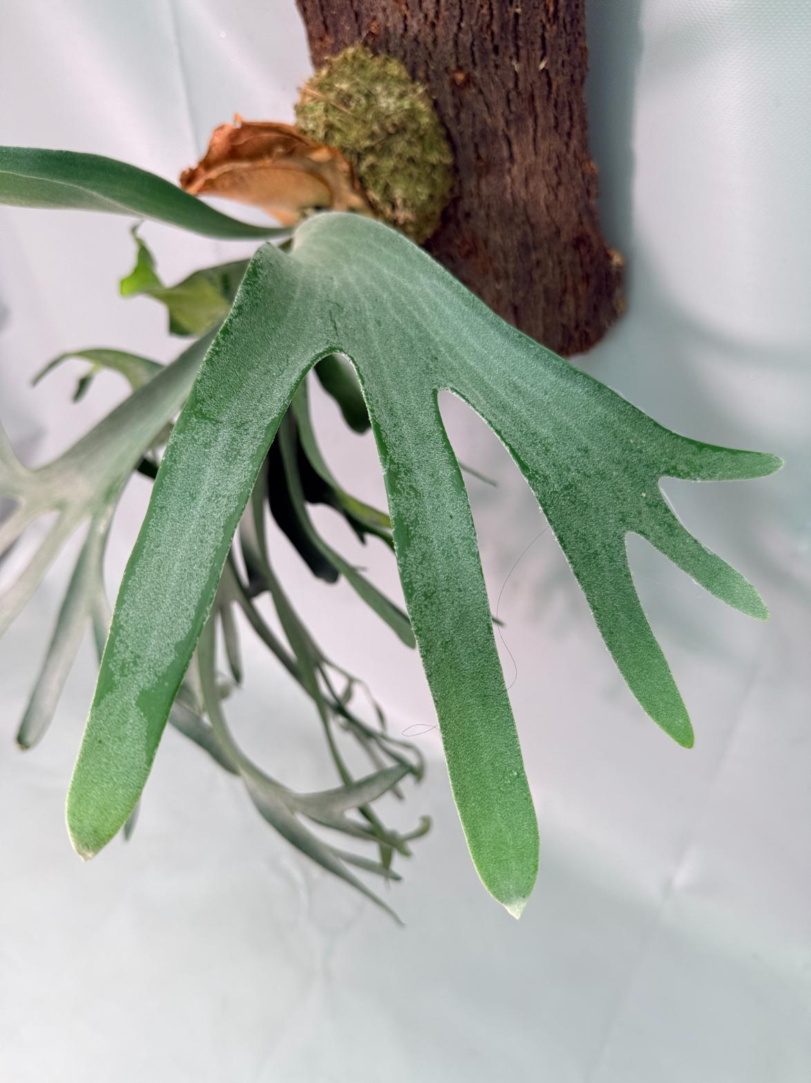 Platycerium Veitchii x Willinckii + mounted on the board 02