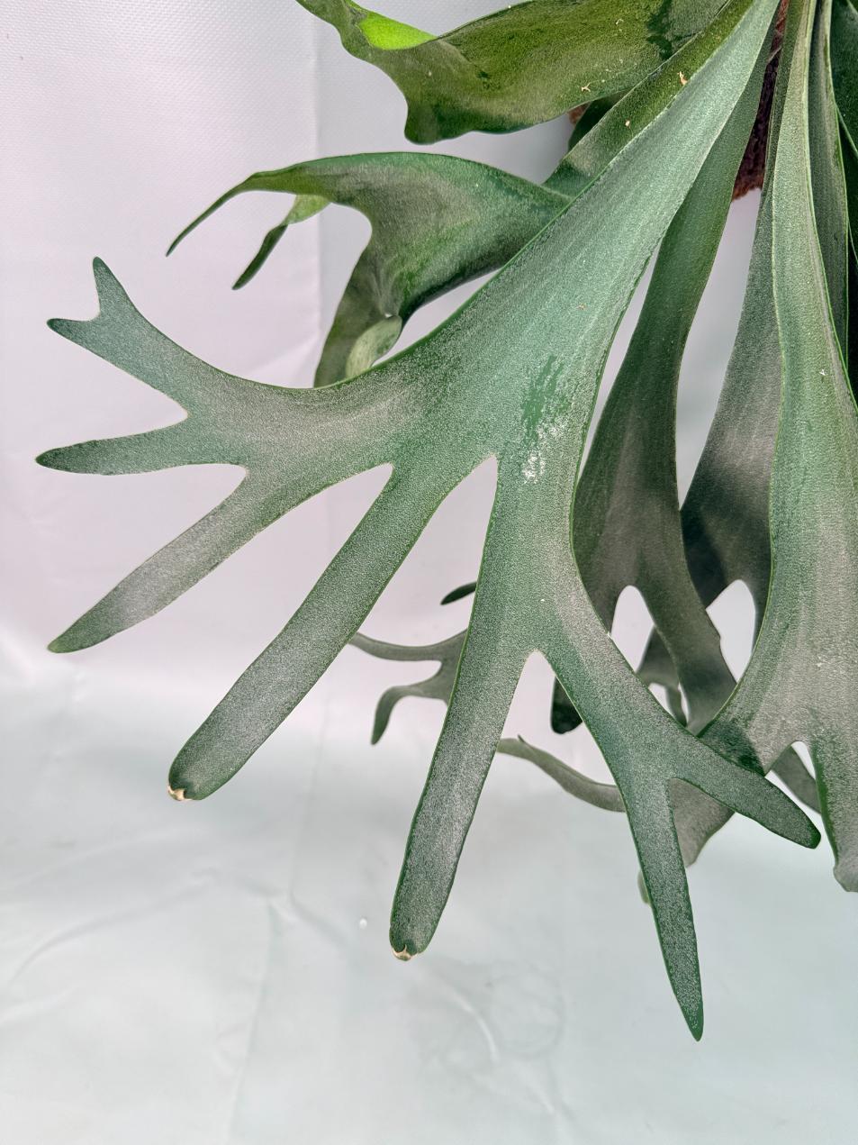 Platycerium Veitchii x Willinckii + mounted on the board 03