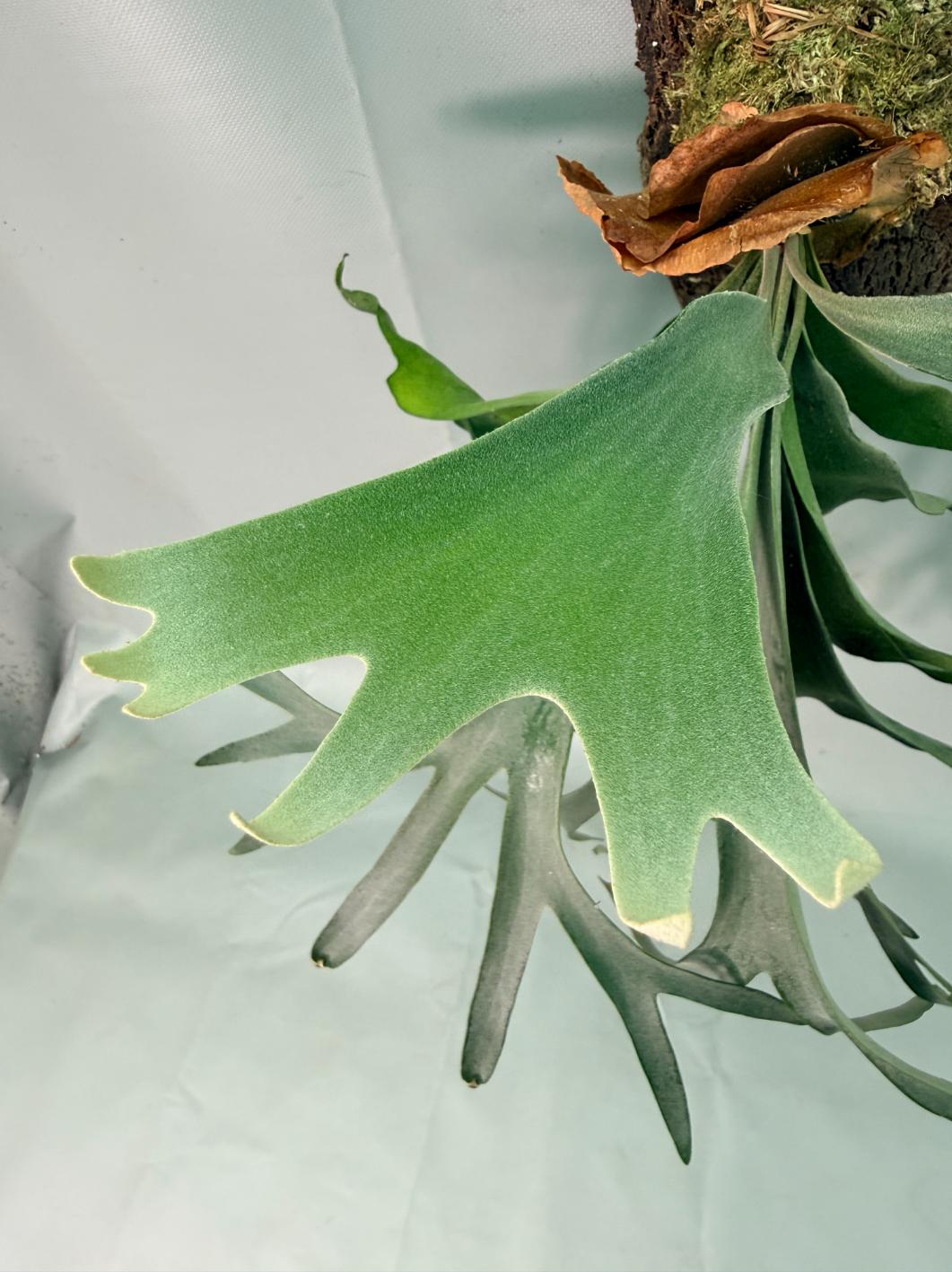Platycerium Veitchii x Willinckii + mounted on the board