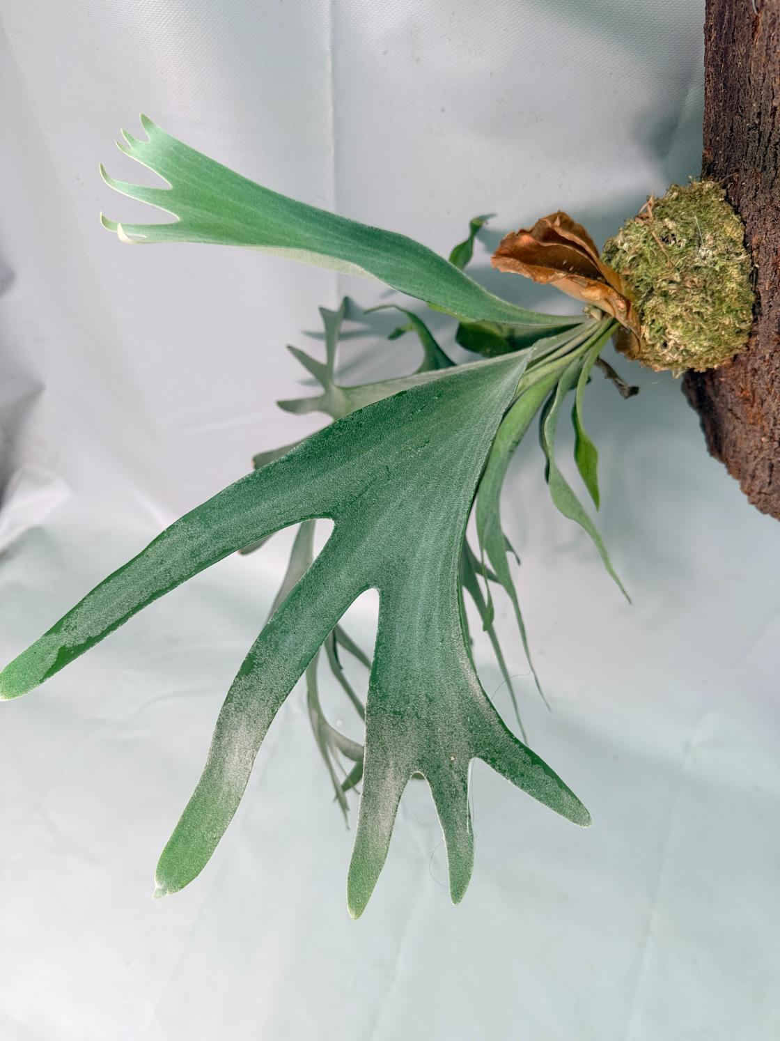 veitchii × willinckii Platycerium Veitchii x Willinckii + mounted on the board