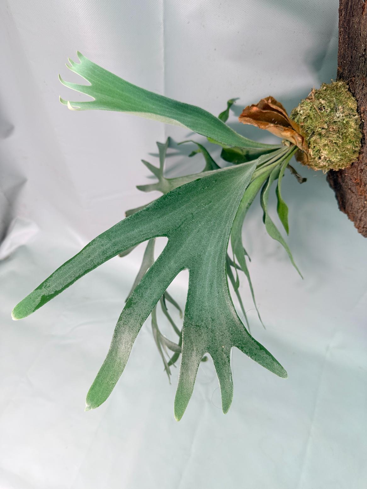 Platycerium Veitchii x Willinckii + mounted on the board 06