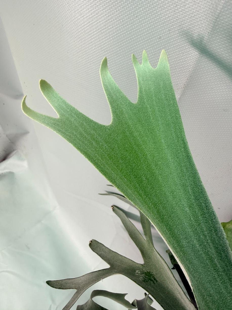 Platycerium Veitchii x Willinckii + mounted on the board